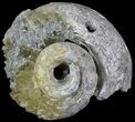 Calcite Filled Fossil Whelk (Busycon) - Rucks Pit, FL #69069-2